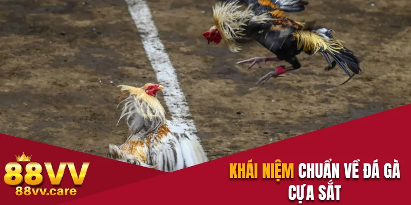 Đá Gà Cựa Sắt - Sân Chơi Kịch Tính Với Trận Đấu Hấp Dẫn 2 Khái niệm chuẩn về đá gà cựa sắt